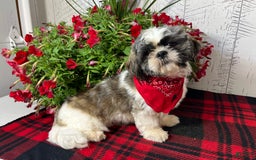 Shih Tzu dogs for sale: Simba - Image 9