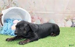 Catahoula Leopard Dog dogs for sale: Love Bug 2025 M1 - Image 15