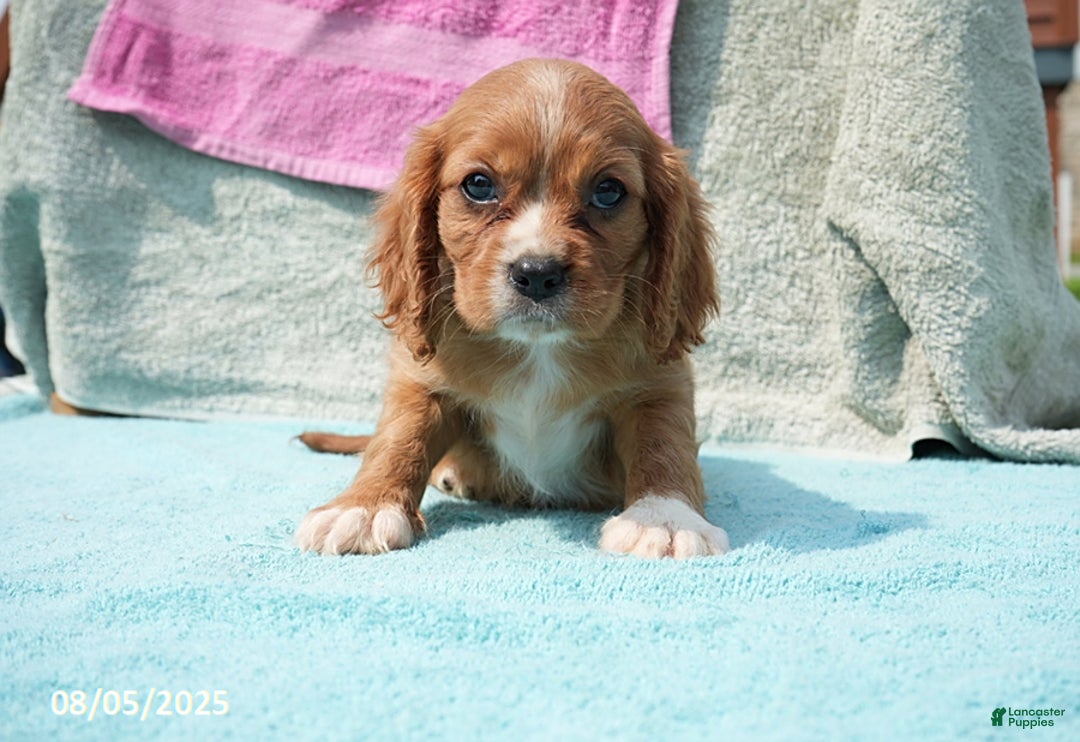 Cavalier King Charles Spaniel dogs for sale: Georgia - Image 1