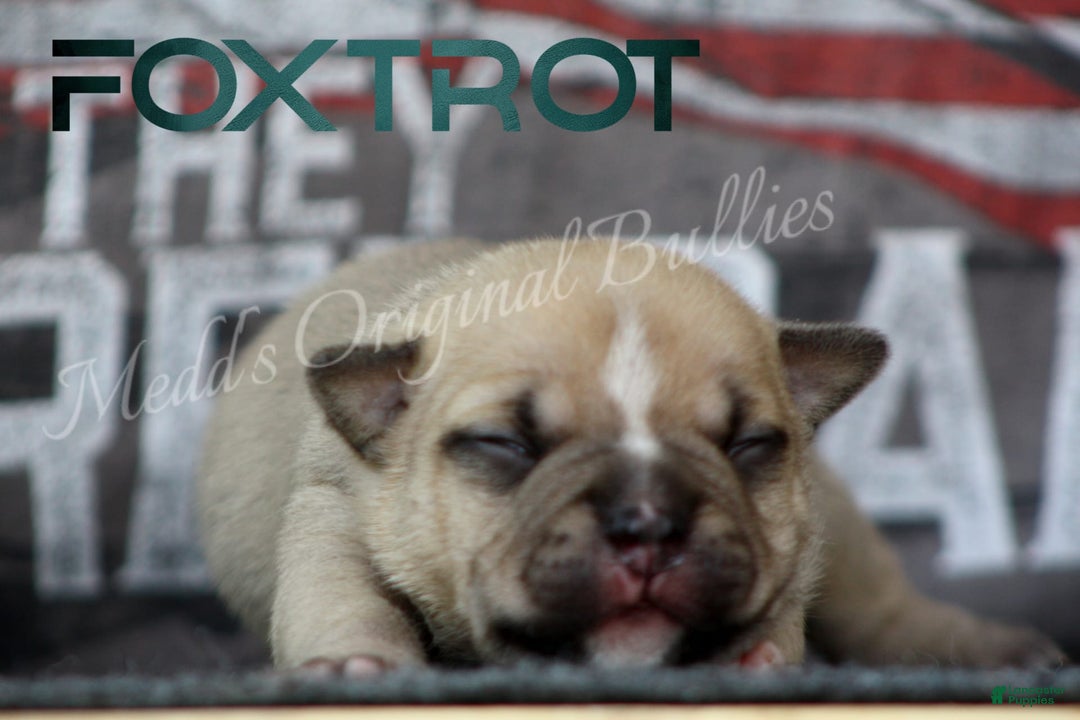 American Bully dogs for sale: Foxtrot - Image 11