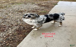 Australian Shepherd dogs for sale: Milhouse - Image 5