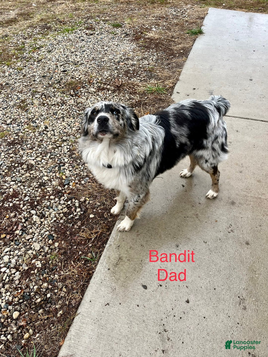 Australian Shepherd dogs for sale: Milhouse - Image 5
