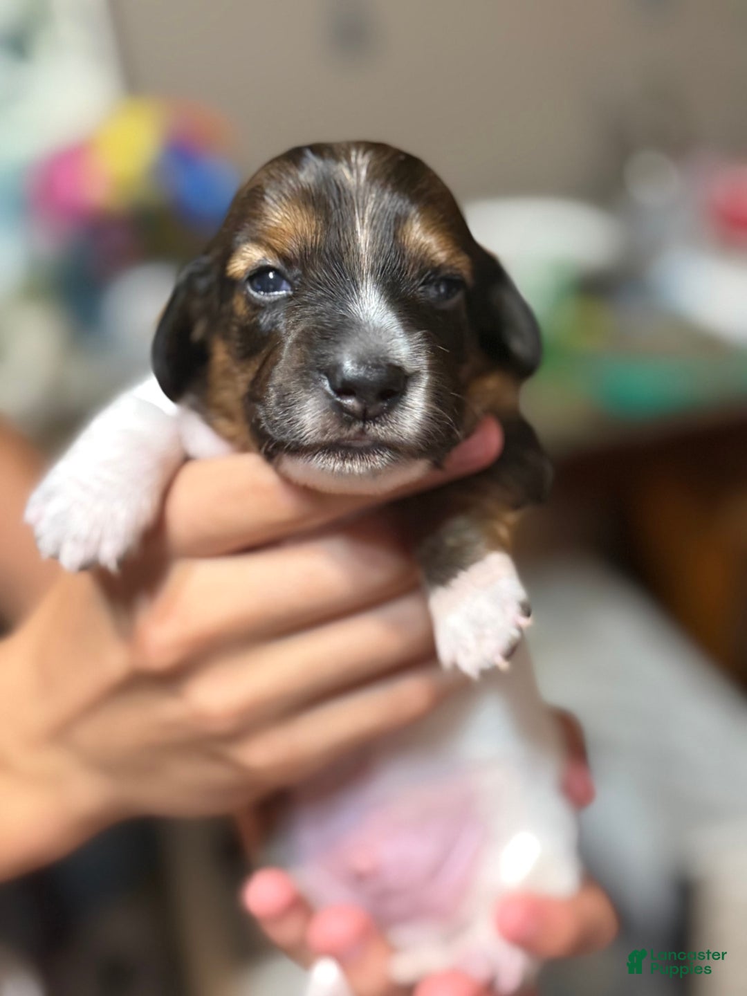 Miniature Dachshund dogs for sale: Rocky - Image 6