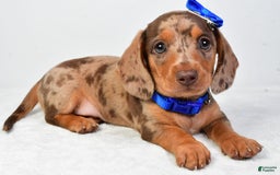 Miniature Dachshund dogs for sale: Miniature Dachshund 4 puppies - Image 5
