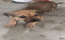 South African Boerboels dogs for sale: Nova - Image 13