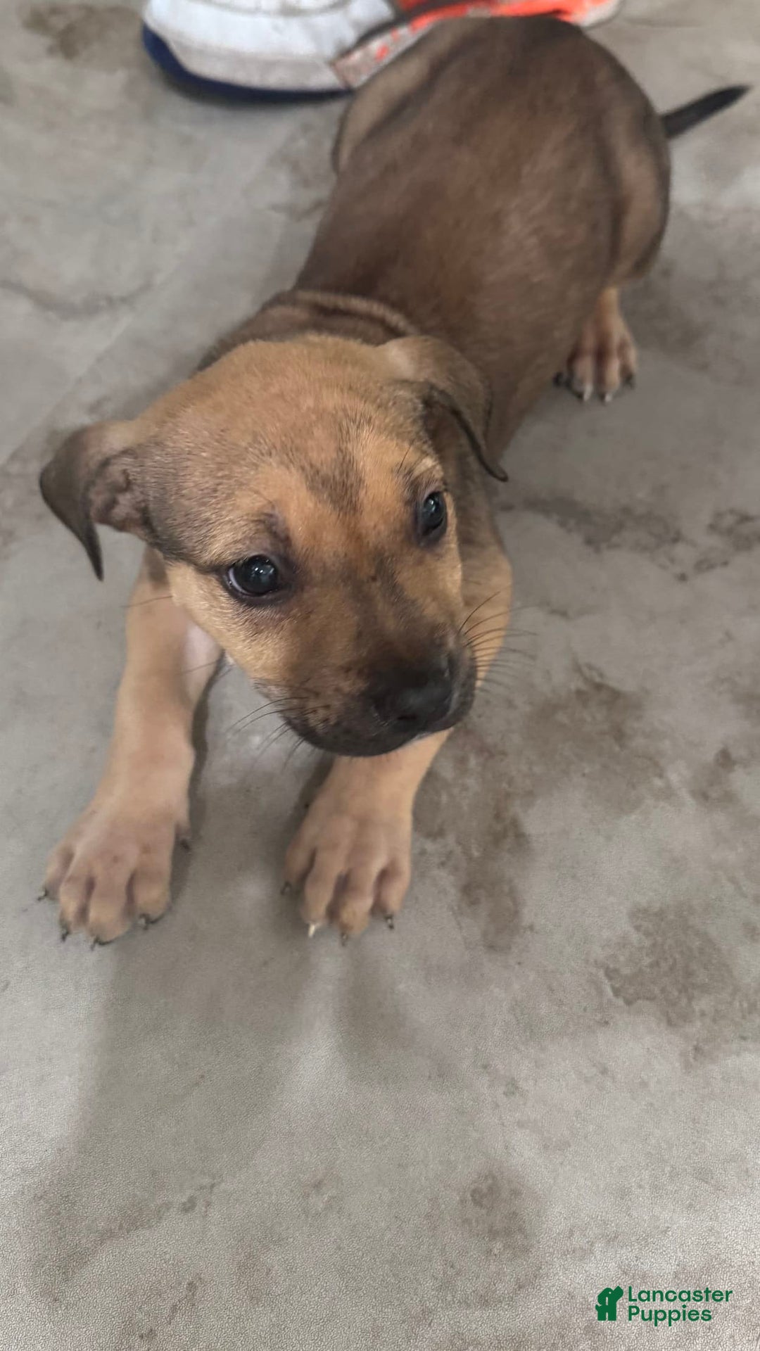 South African Boerboels dogs for sale: Nova - Image 13