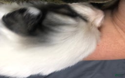 Great Pyrenees dogs for sale: Tinker Bell - Image 6