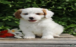 Cavapoo dogs for sale: Cavapoo 5 puppies - Image 22