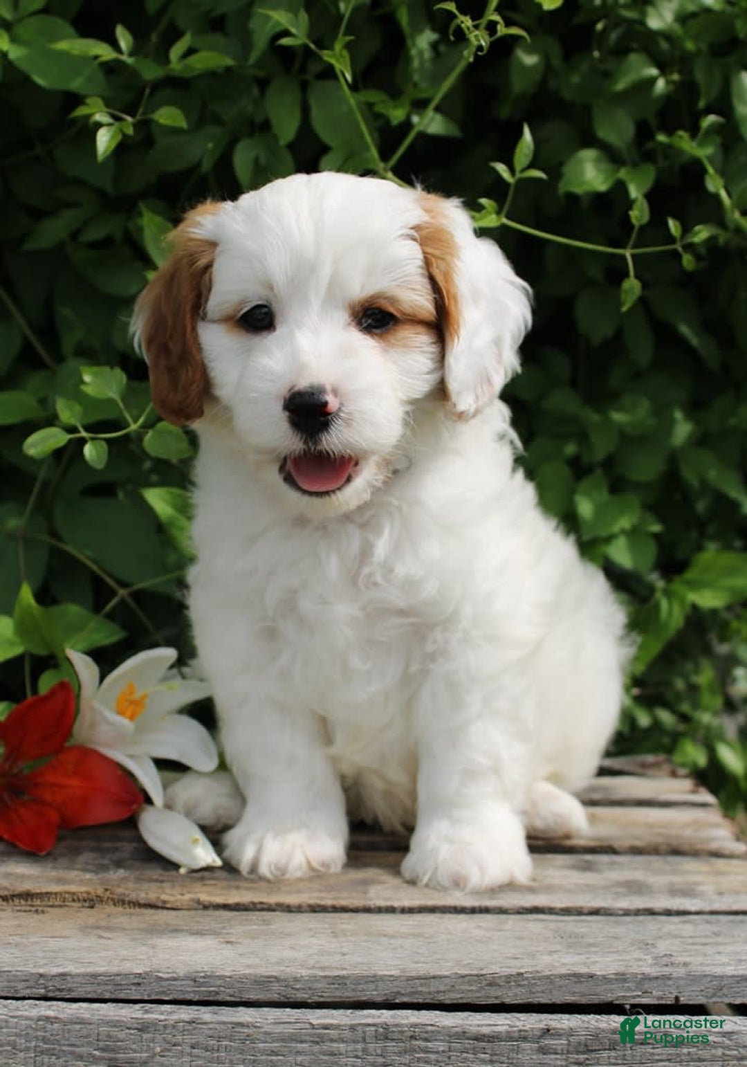 Cavapoo dogs for sale: Cavapoo 5 puppies - Image 22
