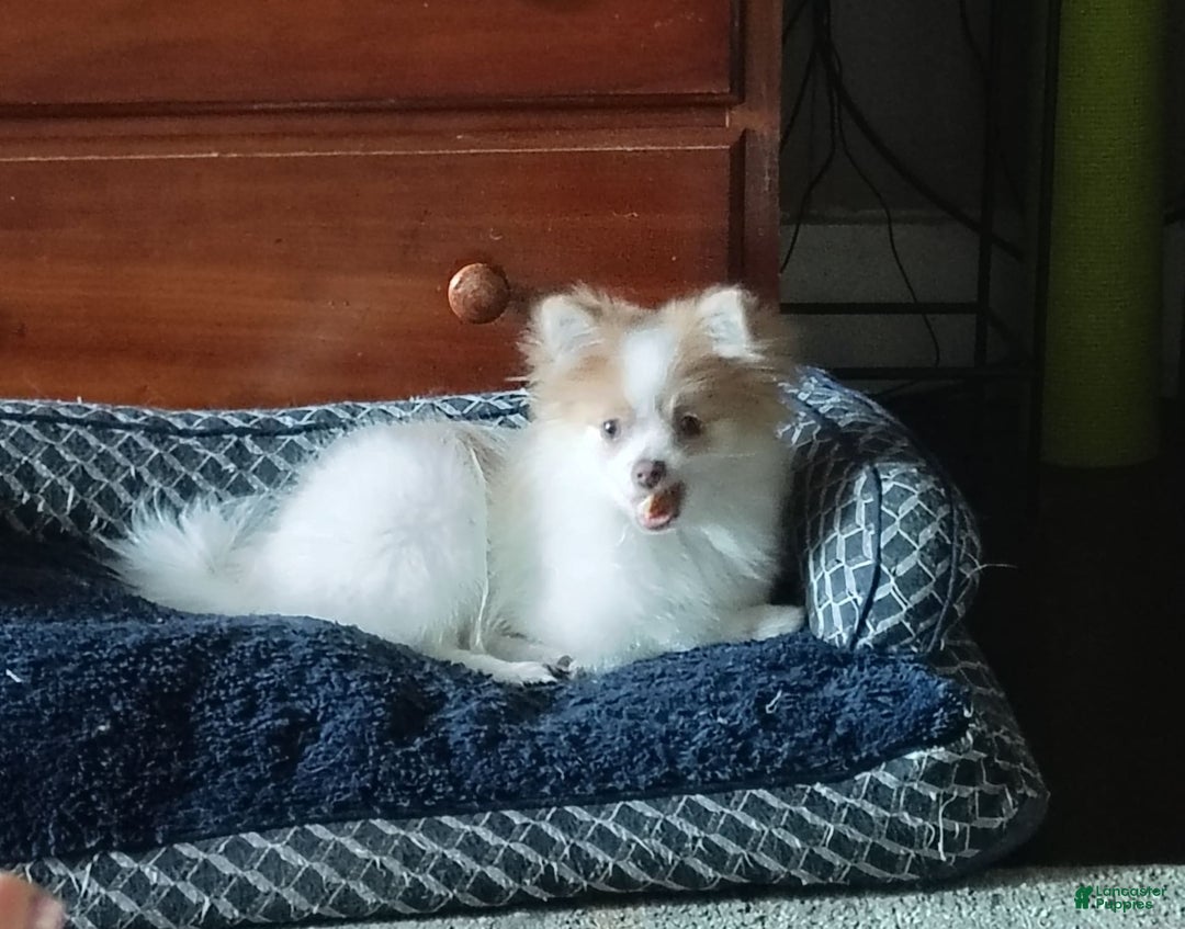 Pomeranian dogs for sale: Cheyenne - Image 6