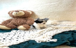 Yorkiepoo dogs for sale: Cherry - Image 4