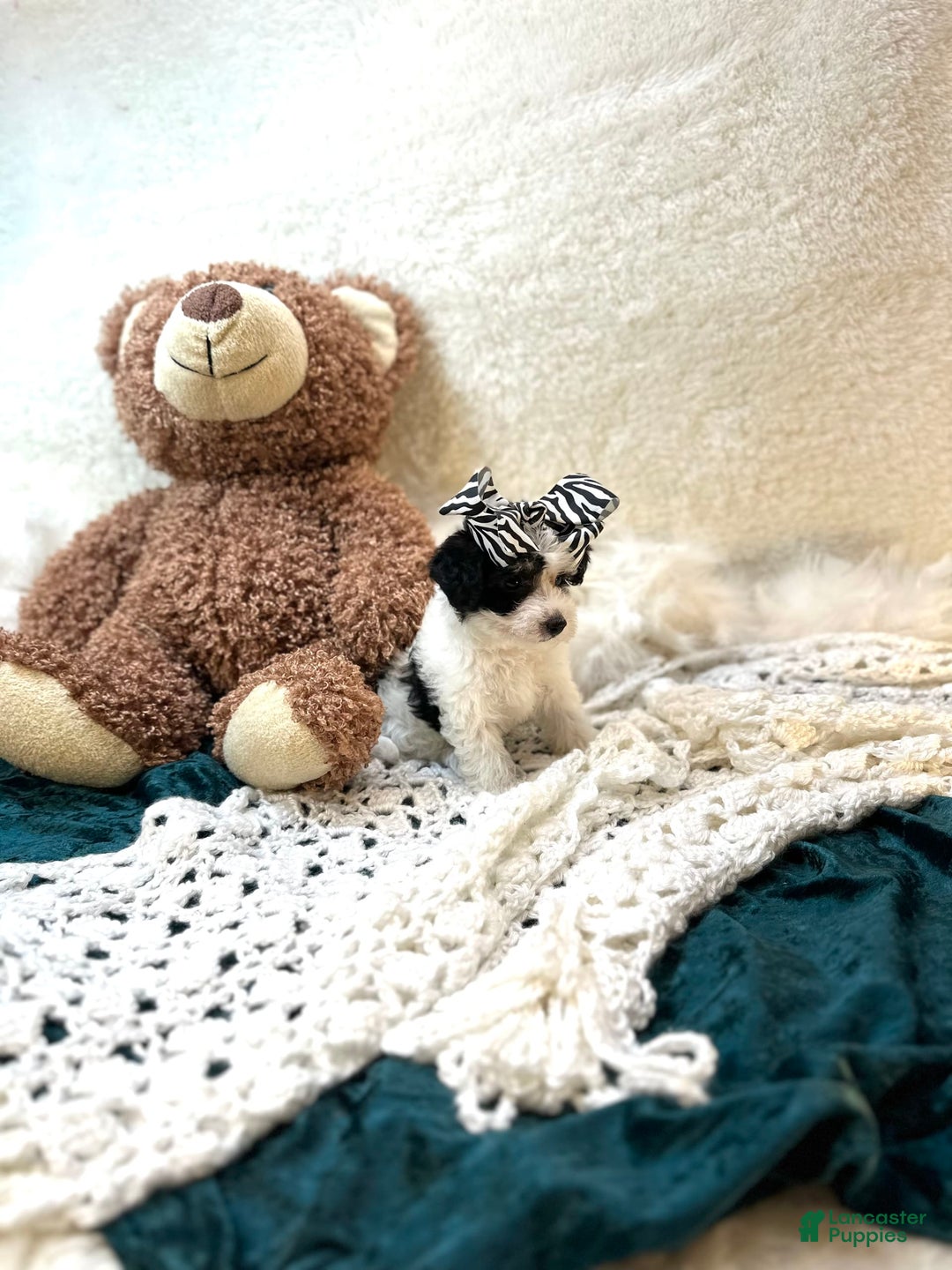 Yorkiepoo dogs for sale: Cherry - Image 4