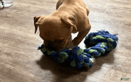 American Pit Bull Terrier dogs for sale: Spice - Image 6