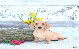 Miniature Dachshund dogs for sale: Twinkle - Image 19
