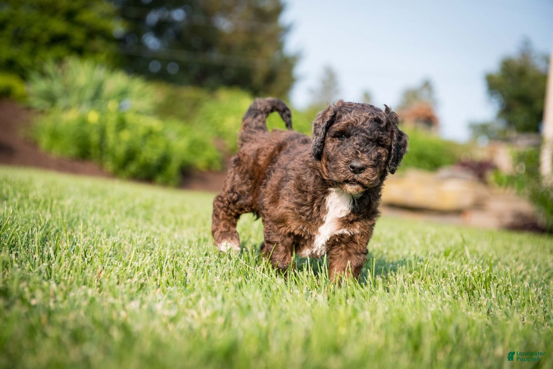 Goldendoodle dogs for sale: Shooter - Image 11