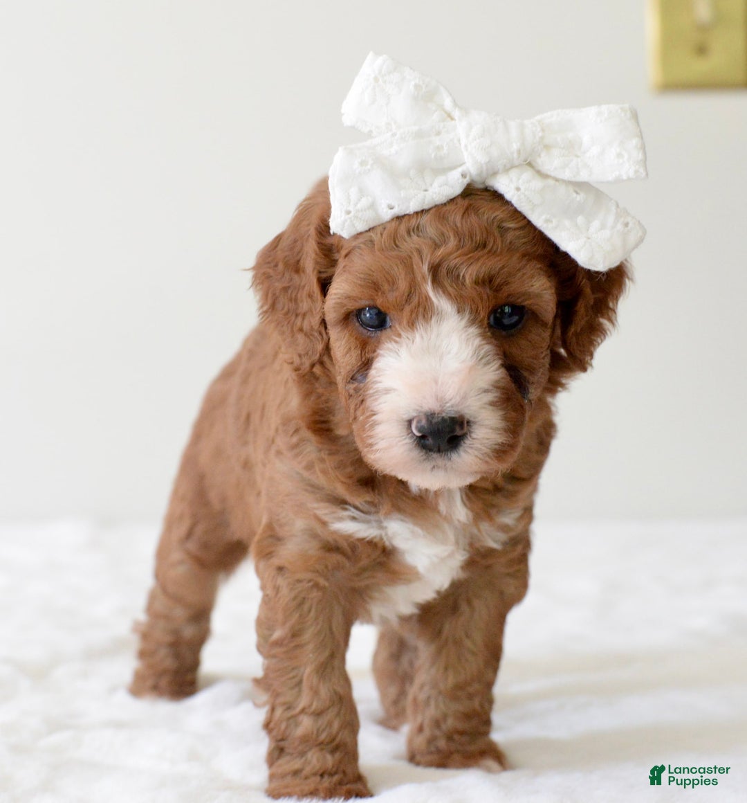 Mini Goldendoodle dogs for sale: Dolly - Image 2