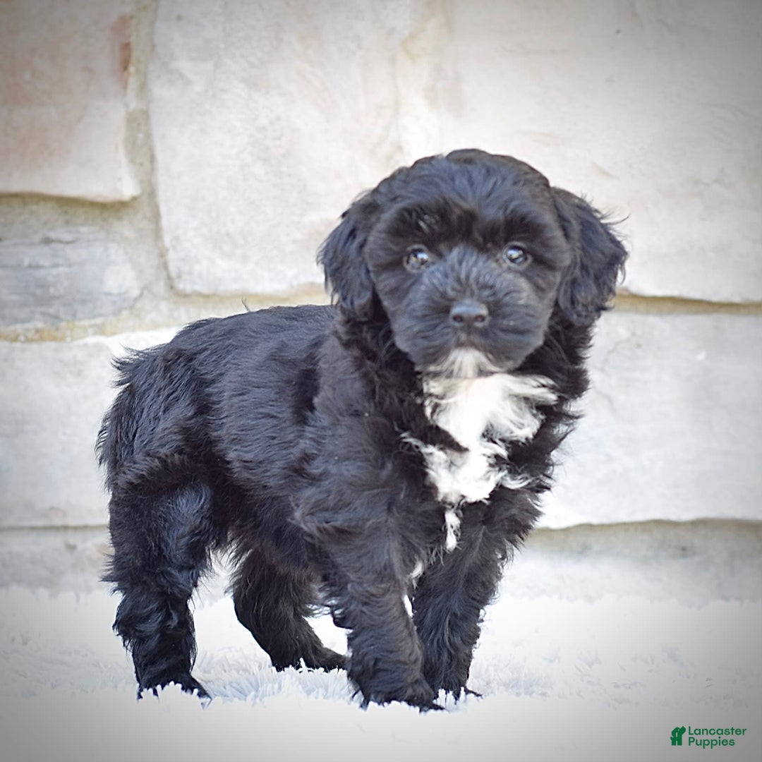  dogs for sale: Mini Goldendoodle 3 puppies - Image 15