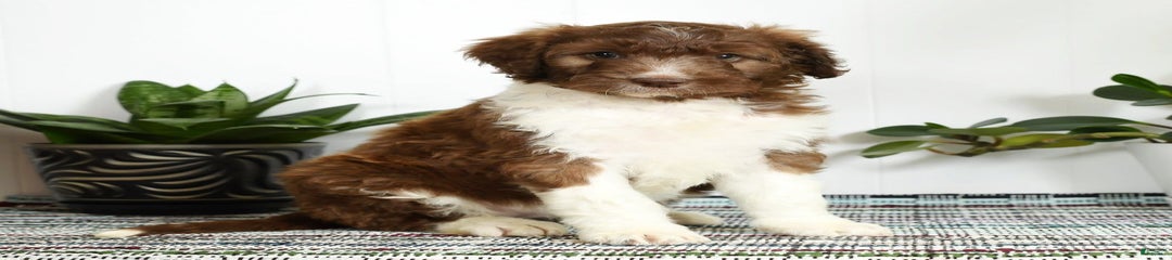 Tammy