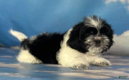 Shih Tzu dogs for sale: Oreo Aca - Image 4