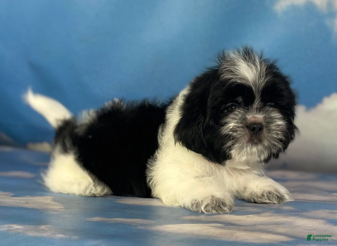 Shih Tzu dogs for sale: Oreo Aca - Image 4