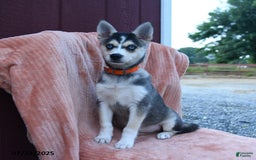 Alaskan Klee Kai dogs for sale: Callie - Image 2