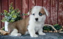 Welsh Corgi Pembroke dogs for sale: Nessie - Image 2