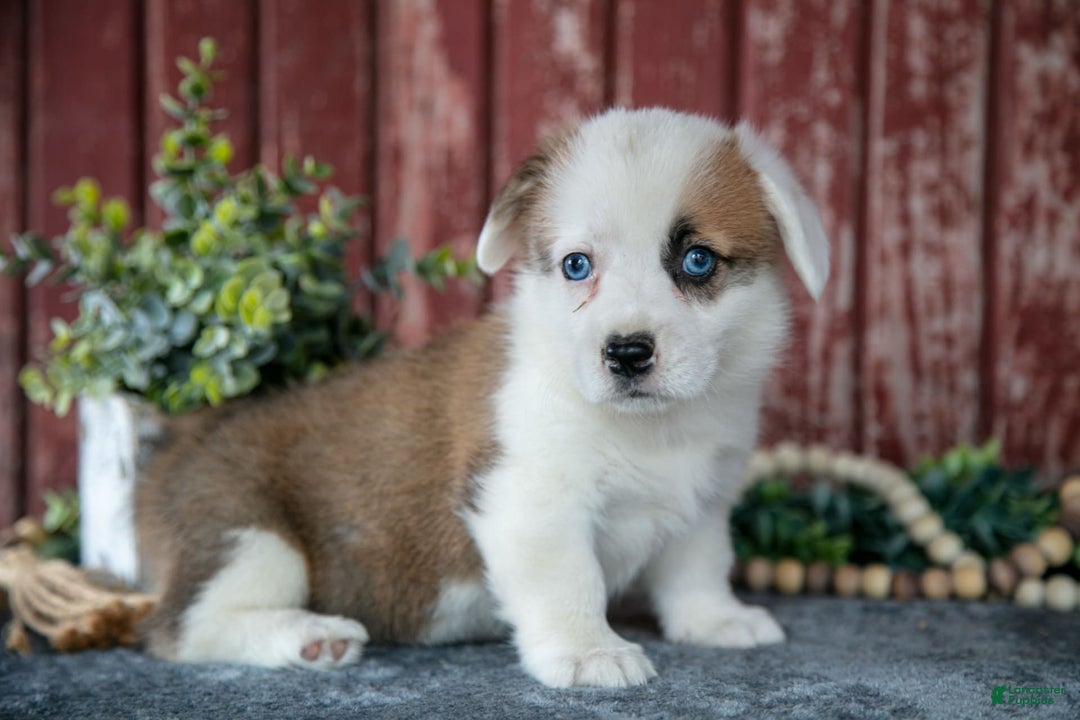 Welsh Corgi Pembroke dogs for sale: Nessie - Image 2