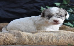 Cavapoo dogs for sale: Anneka - Image 6