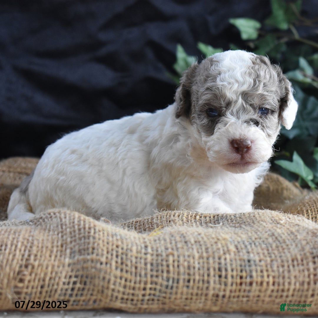 Cavapoo dogs for sale: Anneka - Image 6