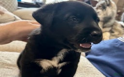 Siberian Husky dogs for sale: Dice - Image 2