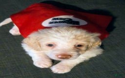 Mini Aussiedoodle dogs for sale: Frozone - Image 1
