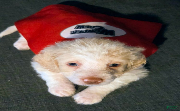 Mini Aussiedoodle dogs for sale - Ad 2