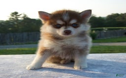 Pomsky dogs for sale: Maxy - Image 3