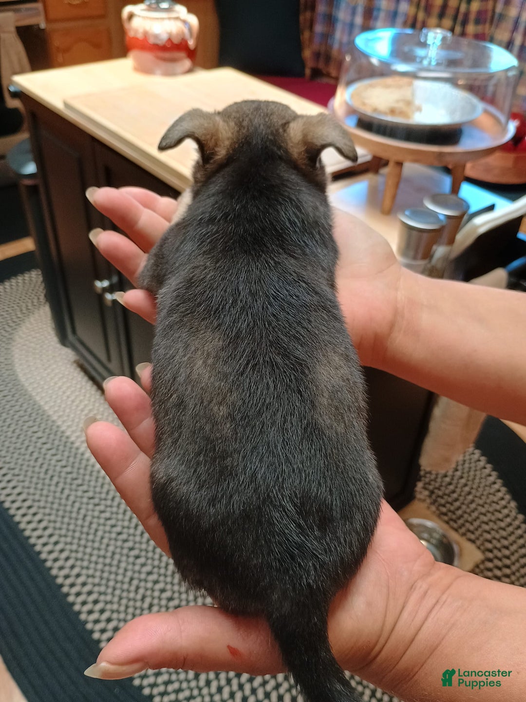 Chihuahua dogs for sale: Chihuahua 4 puppies - Image 20