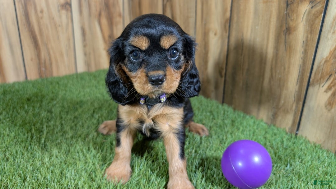 Cavalier King Charles Spaniel dogs for sale: Brin Girl 2 - Image 5