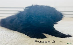 Toy Poodle dogs for sale: Bella - Image 6