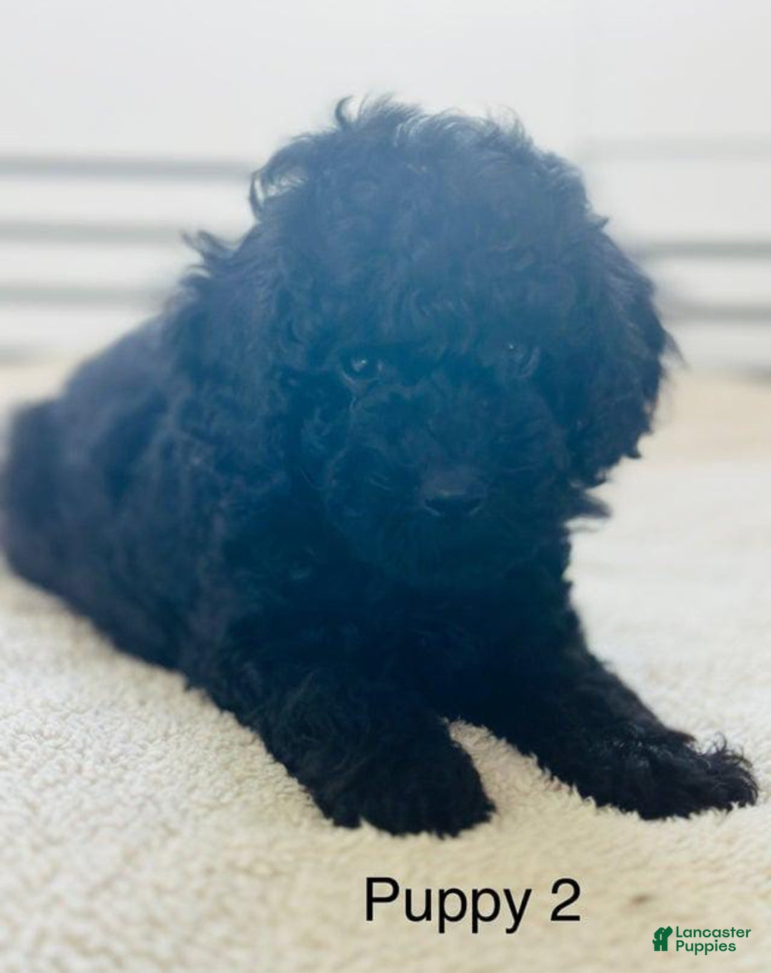 Toy Poodle dogs for sale: Bella - Image 6