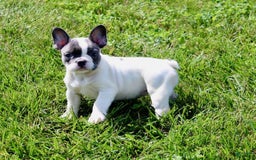 French Bulldog dogs for sale: Tina - Image 6
