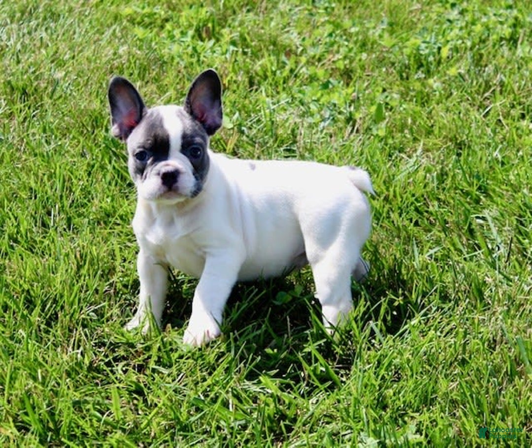 French Bulldog dogs for sale: Tina - Image 6