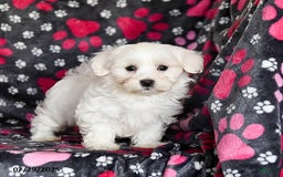 Maltese dogs for sale: Nestle - Image 3