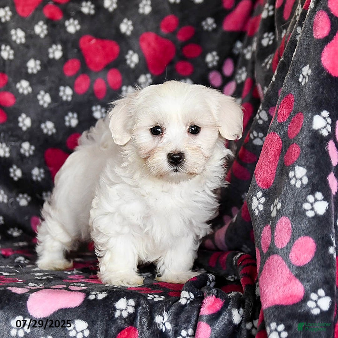 Maltese dogs for sale: Nestle - Image 3