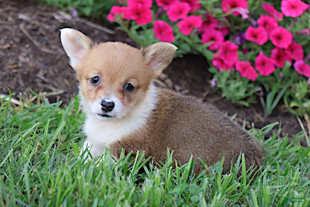 Welsh Corgi Pembroke dogs for sale: Dawson - Image 7