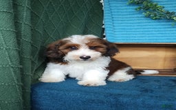 Havanese dogs for sale: Sasha - Image 2
