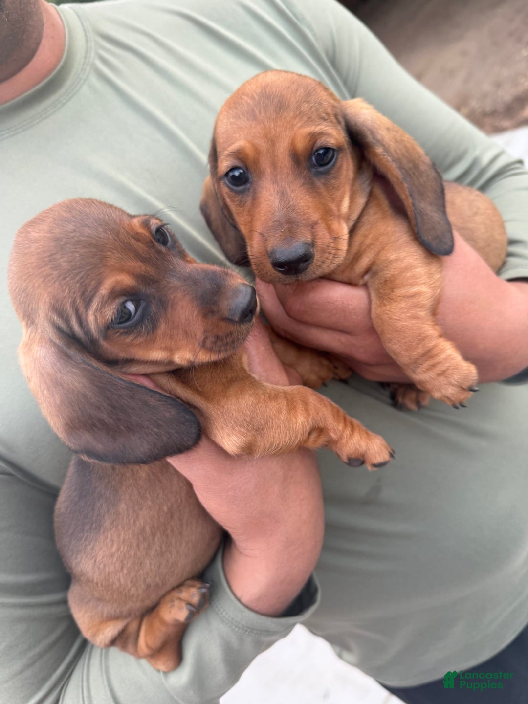 Miniature Dachshund dogs for sale: Twins - Image 2