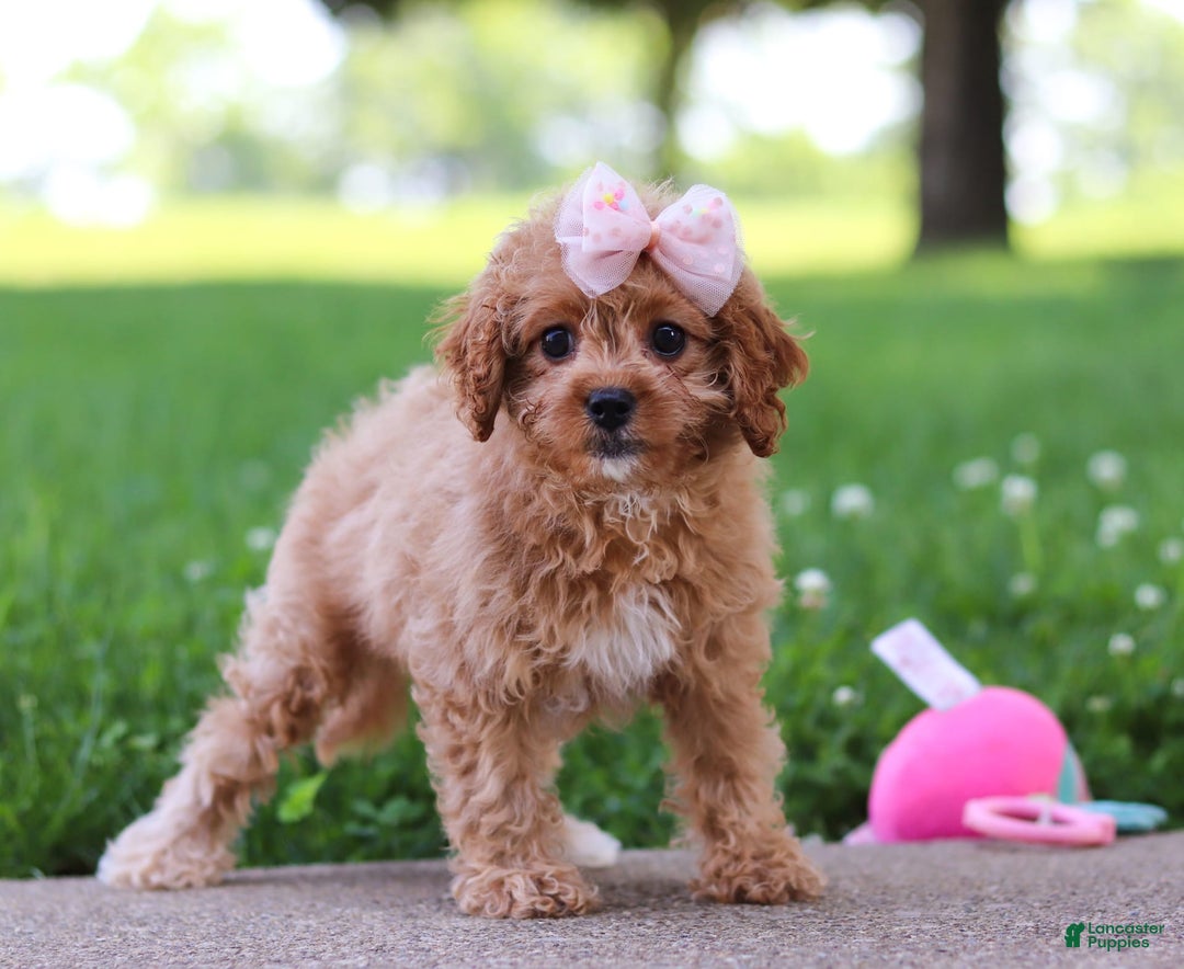 Cavapoo dogs for sale: Joy - Image 4