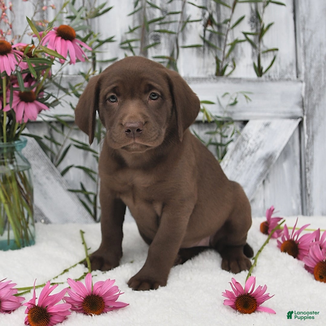 Labrador Retriever dogs for sale: Darcy - Image 5