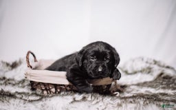 Goldador dogs for sale: Green - Image 8