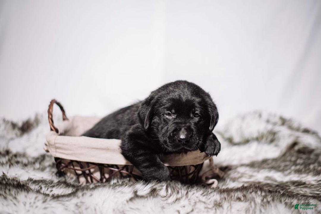 Goldador dogs for sale: Green - Image 8