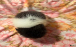 Pomeranian dogs for sale: Parti Girl - Image 5