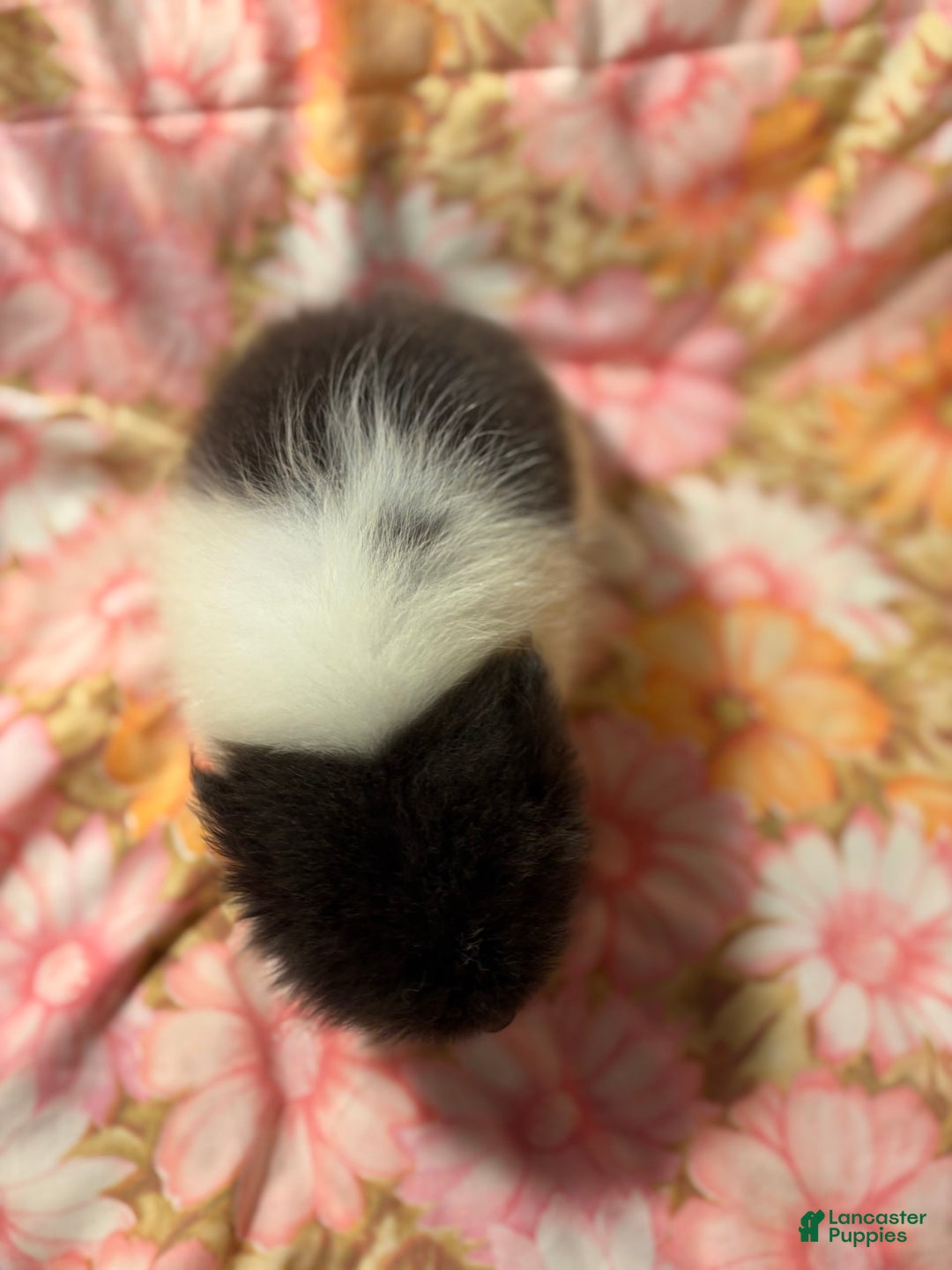 Pomeranian dogs for sale: Parti Girl - Image 5